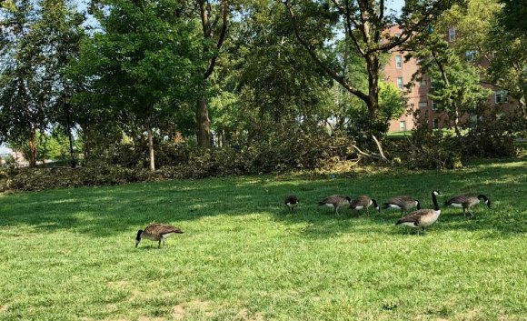 Today, RIOC Reopens Parks They Never Closed Canadian geese unperturbed by alleged park cleanup.